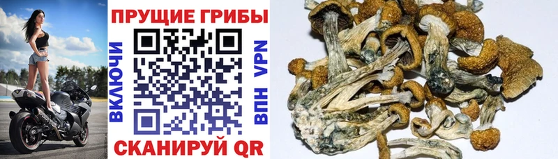 Псилоцибиновые грибы Cubensis  купить наркотик  Белогорск 